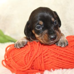 Girl 1 - Dachshund puppy in Windsor, Colorado from Murry’s minis