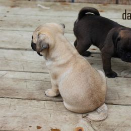 Pug Puppies from darNpugz