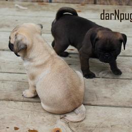 Pug Puppies from darNpugz