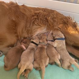 Golden Retriever Puppies from Pura Vida Golden Retrievers