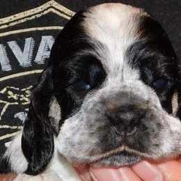 Cocker Spaniel Puppies from Troy’s Cockers