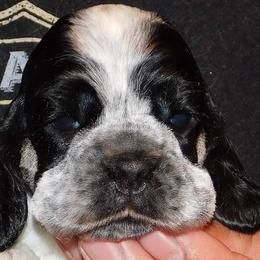Cocker Spaniel Puppies from Troy’s Cockers