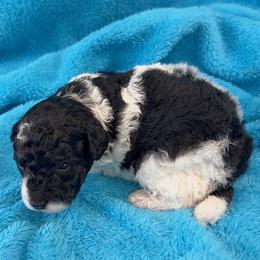 Poodle puppies from Canyon Spring Ranch Poodles