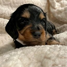 Bloody Mary - Black and tan female Dachshund puppy in Huntington, Arkansas from Rockstar.Weiners