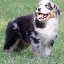 Miniature Australian Shepherd Puppies from Sand Dollar Aussies