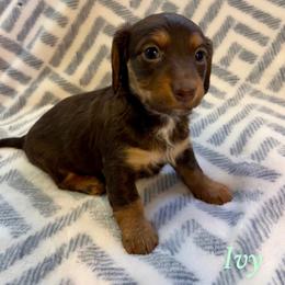 Ivy - Chocolate and tan female Dachshund puppy in Aiken, South Carolina from State Eight Dachshunds
