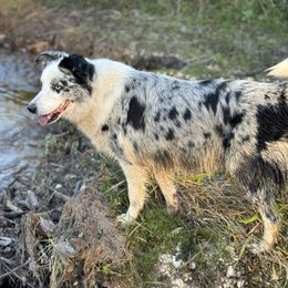 Rain - Border Collie