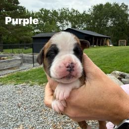 Purple - Fawn female Boxer puppy in Jamesville, New York from Reynolds Homestead Boxers