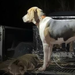 Treeing Walker Coonhounds from Falling Springs Kennel