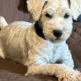 Miniature Schnauzer Puppies from Lakehouse Miniature Schnauzers of Southern Indiana