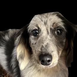 Sage wonder - Dachshund