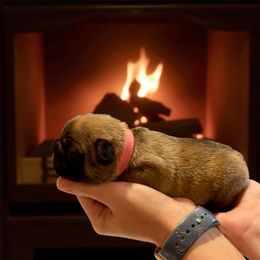 Pink - Liver female French Bulldog puppy in Rochester, Washington from Frenchie Bulldog Kisses