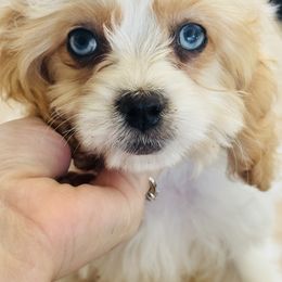 Penny Lane - Apricot female Cavapoo puppy in Somerset, Kentucky from Hilltop Doodles KY LLC