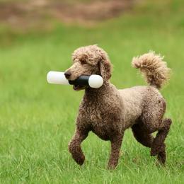 River - Poodle