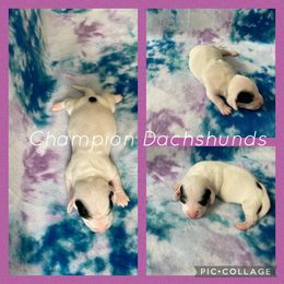 Dachshund Puppies from Champion Dachshunds