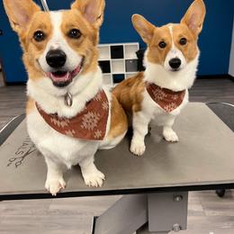 Pembroke Welsh Corgi Puppies from LTT Corgis
