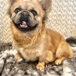 Benson - French Bulldog