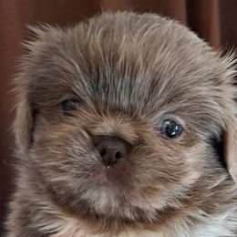 Pekingese from My Unique Peke