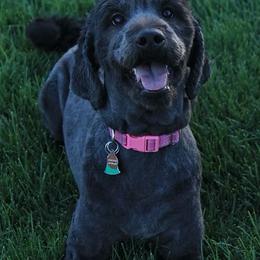 Nyx - Goldendoodle