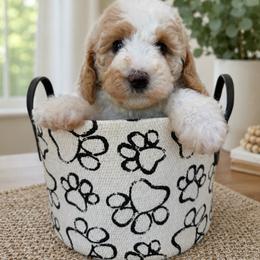 Helen - Parti female Goldendoodle puppy in Yuciapa, California from AlltheDoodlez_
