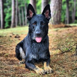 Freya - German Shepherd