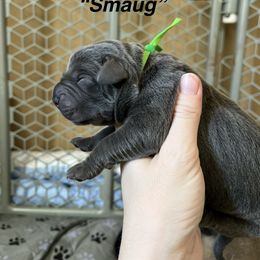 Smaug - Gray male Cane Corso puppy in Altoona, Alabama from Snead’s Cane Corso Kennel