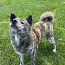 May - Japanese Akitainu