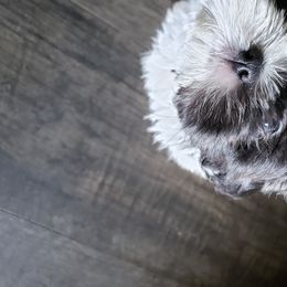 Shih Tzu Puppies from Sapphire Shih-Tzu's of Ohio