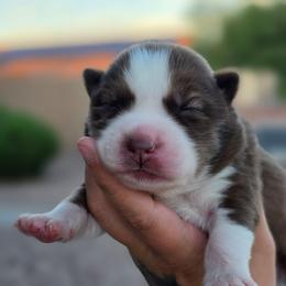 Bretagne - Red and white female Siberian Husky puppy in Buckeye, Arizona from Anime Huskies