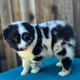 Ram - Blue merle male Miniature Australian Shepherd puppy in Stevinson, California from Aussies De Linares