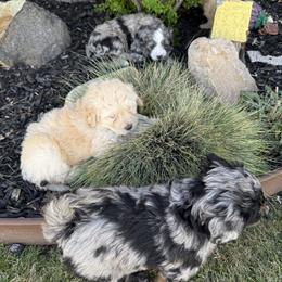 Bernedoodle, Cavalier King Charles Spaniel, and Poodle Puppies from Ellas.Pups (Bernedoodles & Cavapoos)