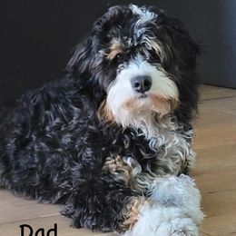 Bernie - Bernedoodle