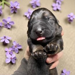 Boy 4 - Sable male German Shepherd puppy in Oakland, Oregon from VHM German Shepherds