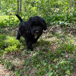Girl 1 - Black female Double Doodle puppy in Jonesborough, Tennessee from Dry Creek Siberians