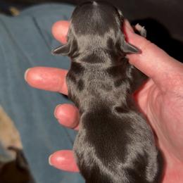 KB black female - Black and gold female Yorkshire Terrier puppy in Des Moines, Iowa from Diamond Yorkshire Terriers