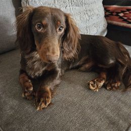 Buddy - Dachshund