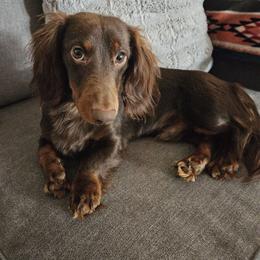 Buddy - Dachshund