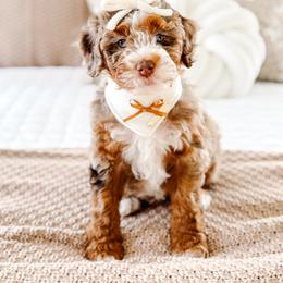 Bernedoodle Puppies from Jordan Family Doodles
