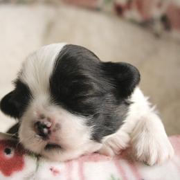 Milo - Brown male Shichon puppy in Pennsylvania from Manor Hills Shih Tzus