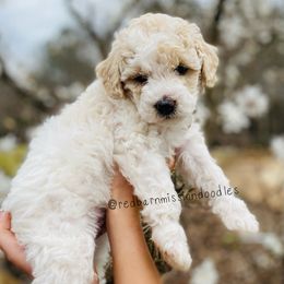 Goldendoodle Puppies from Red Barn Mission Farm