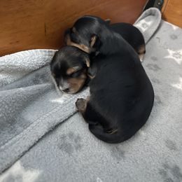 Yorkshire Terrier Puppies from Beantown Yorkshires