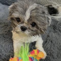 TiKi - Mi-Ki
