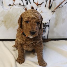 Poodle Puppies from Red Barn Moyen Poodles