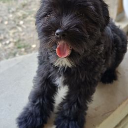Kinta - White and black male Chinese Crested puppy in San Antonio, Texas from Charming Cresteds Kennel