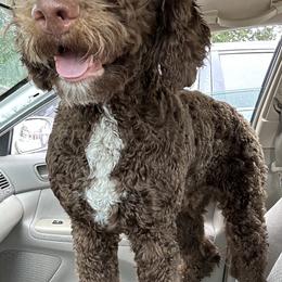 Lincoln - Goldendoodle