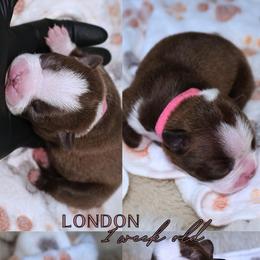 Londom - Red female Boston Terrier puppy in Bakersfield, California from Sacred Paw Sanctuary