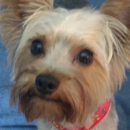 Teddy - Yorkshire Terrier