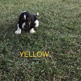 Yellow - Black brown and white male Basset Hound puppy in Valley, Alabama from Beverly's Bassets