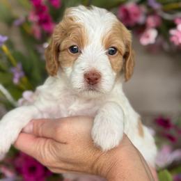 Bailey - Parti female Goldendoodle puppy in Yuciapa, California from AlltheDoodlez_