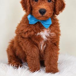 Bennett - Red  male Goldendoodle puppy in Norcross, Georgia from Teddy Puppies